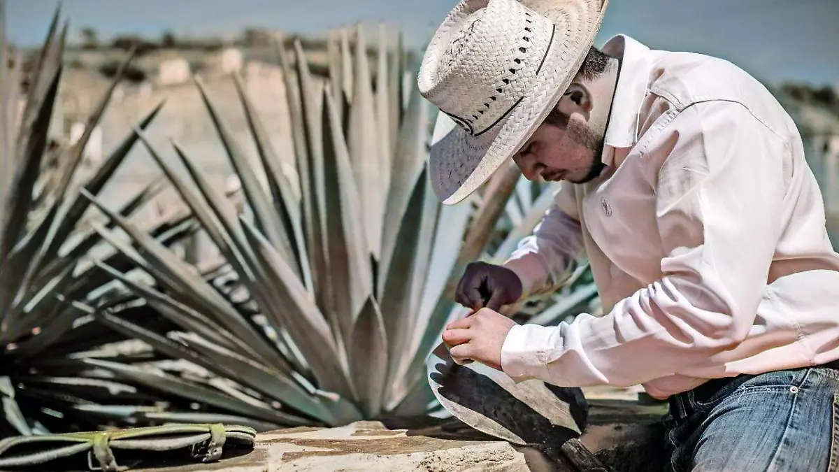 Jimador de Tequila